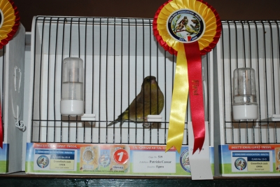 Annual show 2014_43