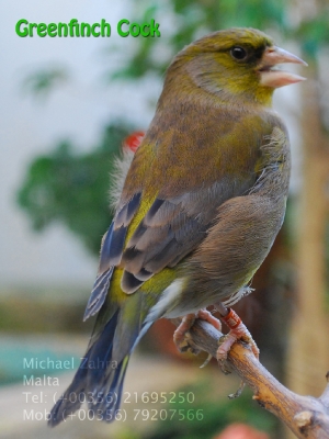 Greenfinch cock_2