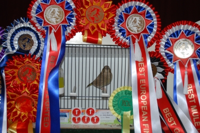 Annual Show 2013 Mount Carmel Hospital_3