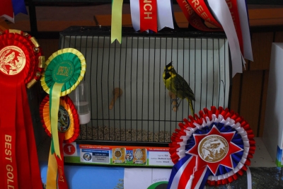 Annual Show 2013 Mount Carmel Hospital_6