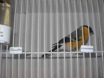 Yellow mutation Bullfinch_1