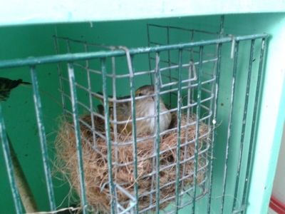 Brown Siskin on nest_1