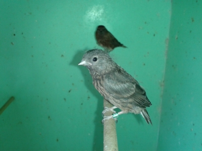 Redpol cobalt fledgling_1