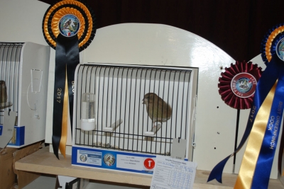 Steve Aloisio greenfinch team_1