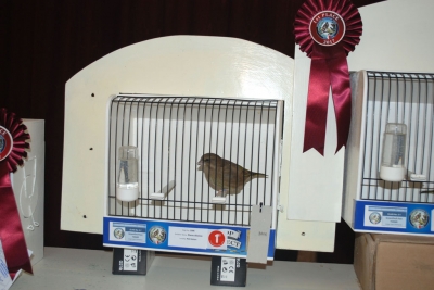 Steve Aloisio greenfinch team_2