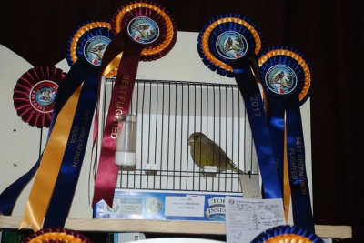 Steve Aloisio Best Greenfinch 2017_1