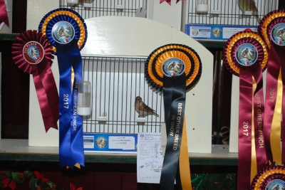 Matt Vassallo Best other breed_1