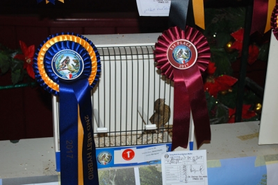 Jason Psaila 2nd Best Hybrid (1st Hybrid)_1