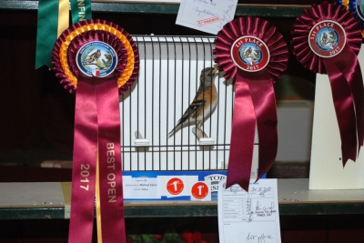 Michael Zahra Best Open Finch (1st Chaffinch)_1