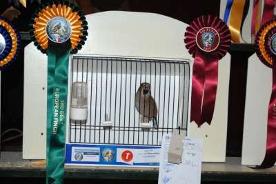 William Rutzen 3rd Best European Finch_1