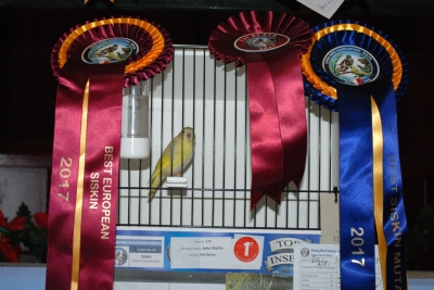 John Mallia Best European Siskin_1