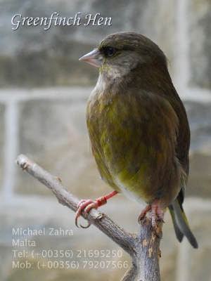 Greenfinch hen_2