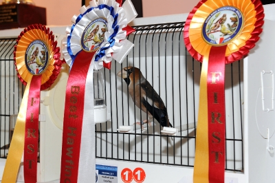 5th Annual Show_29