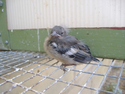BREEDING 2009_13