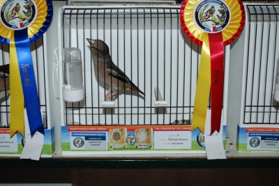 Annual show 2014_35