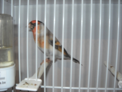 Hybrid Goldfinch x Bullfinch_1