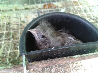 Cobalt redpol flegling in D-cup_1