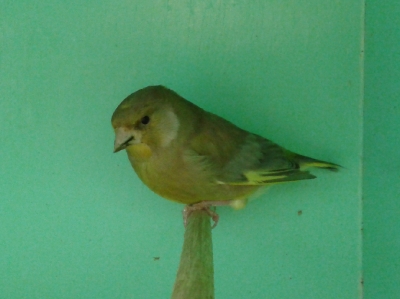 Brown greenfinch_1