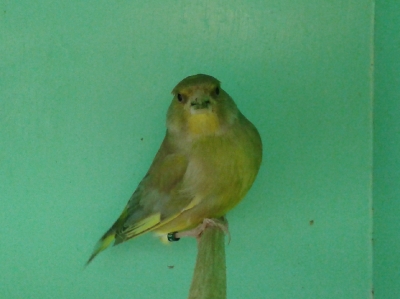 Brown greenfinch_2
