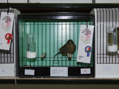 February 2008 annual show_2