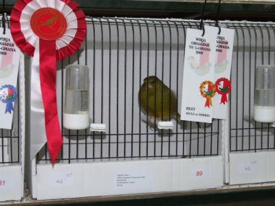 February 2008 annual show_15