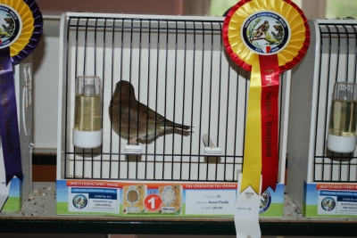 Annual show 2014_13