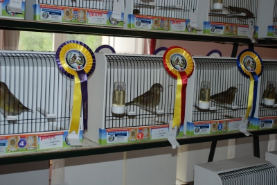 Annual show 2014_14