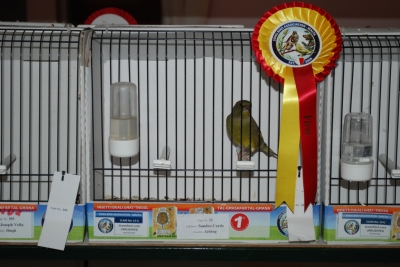 Annual show 2014_15