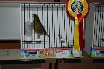 Annual show 2014_16