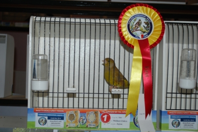 Annual show 2014_17