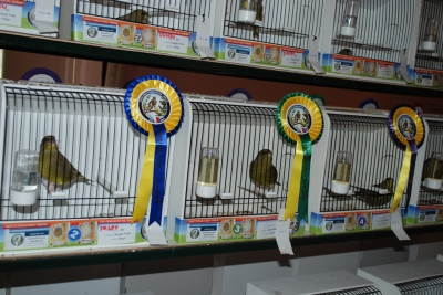 Annual show 2014_21