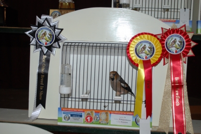 Annual show 2014_50
