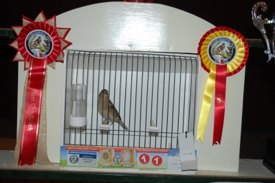Annual show 2014_54