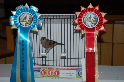 Annual show 2014_57