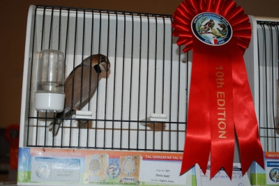 Annual Show November 2016_13