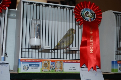 Annual Show November 2016_14