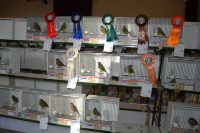 Annual Show November 2016_33