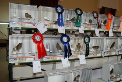 Annual Show November 2016_35